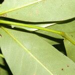 Pilocarpus racemosus leaf picture by Nelson Zamora Villalobos (cc-by-nc)