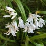 Allium pendulinum flower picture by Pascal Carlier (cc-by-sa)