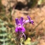 Linaria elegans flower picture by Diego Alex (cc-by-sa)