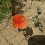 Papaver dubium flower picture by Mohammed Chabane (cc-by-sa)