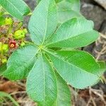 Jatropha excisa leaf picture by Trap Hers (cc-by-sa)