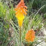 Kniphofia uvaria flower picture by Zeni Everaldo (cc-by-sa)