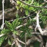 Sideritis osteoxylla leaf picture by Diego Alex (cc-by-sa)