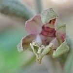 Epipactis microphylla habit picture by Yoan MARTIN (cc-by-sa)