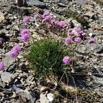 Armeria alpina habit picture by Xavier Philippon (cc-by-sa)