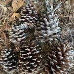 Pinus elliottii fruit picture by RIVER STONE (cc-by-sa)