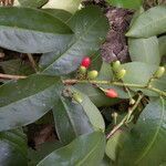 Erythroxylum macrophyllum fruit picture by Nelson Zamora Villalobos (cc-by-nc)