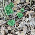 Cyclamen persicum leaf picture by i hamsa (cc-by-sa)