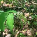 Maianthemum racemosum flower picture by Briere Melanie (cc-by-sa)