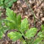 Chaerophyllum temulum leaf picture by grutz (cc-by-sa)