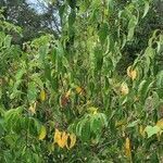 Prunus persica habit picture by Timothy Moore (cc-by-sa)