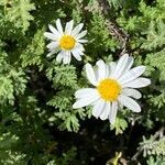 Argyranthemum adauctum flower picture by Daniel schefer (cc-by-sa)