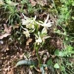 Orchis provincialis flower picture by Chris Papageorgopoulos (cc-by-sa)