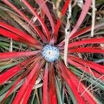 Fascicularia bicolor flower picture by John O'Brien (cc-by-sa)