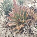 Agave shawii leaf picture by Michael Cleary (cc-by-sa)