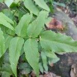 Anemia phyllitidis leaf picture by Felipe Domingos de Souza Felipe (cc-by-sa)