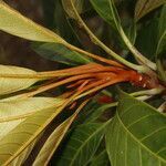 Chrysophyllum colombianum habit picture by Nelson Zamora Villalobos (cc-by-nc)