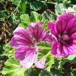 Malva arborea flower picture by Nicole Nicole Duc (cc-by-sa)