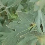 Romneya coulteri leaf picture by Randy Huey (cc-by-sa)