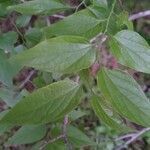 Celtis laevigata leaf picture by Joshua Kuykendall (cc-by-sa)