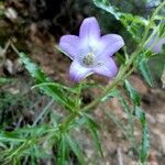 Campanula speciosa flower picture by Celma Oscar (cc-by-sa)