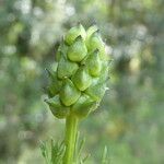 Adonis annua fruit picture by Llandrich anna (cc-by-sa)