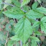 Rubus ursinus leaf picture by Mango Don (cc-by-sa)