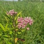 Asclepias incarnata flower picture by borribled (cc-by-sa)