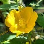 Abutilon grandifolium flower picture by Trap Hers (cc-by-sa)