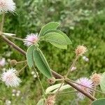 Mimosa albida leaf picture by erick cuevas (cc-by-sa)