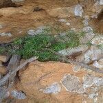 Galium pusillum habit picture by Clement Devaux (cc-by-sa)