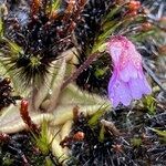 Pinguicula calyptrata flower picture by Fabien Anthelme (cc-by-sa)