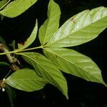 Paullinia pinnata leaf picture by Nelson Zamora Villalobos (cc-by-nc)