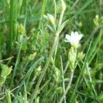 Cerastium arvense habit picture by Richard Roiron (cc-by-sa)