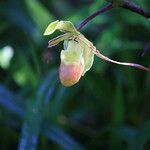 Phragmipedium longifolium flower picture by Hervé Goëau (cc-by-sa)