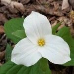 Trillium grandiflorum flower picture by jen morrison (cc-by-sa)