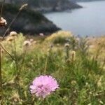 Armeria euscadiensis flower picture by Diego Alex (cc-by-sa)