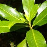 Myrsine pellucidopunctata leaf picture by Nelson Zamora Villalobos (cc-by-nc)