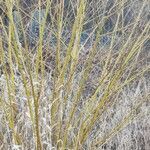 Salix viminalis habit picture by Dieter Bausenwein (cc-by-sa)