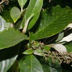 Arachnothryx buddleioides leaf picture by Nelson Zamora Villalobos (cc-by-nc)