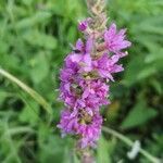 Lythrum salicaria flower picture by corine Colombini (cc-by-sa)