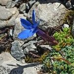 Gentiana terglouensis leaf picture by Medesima Me (cc-by-sa)