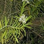 Vanda tessellata flower picture by Hugo SANTACREU (cc-by-sa)