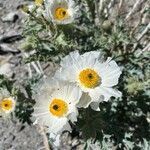 Argemone corymbosa flower picture by christine Lesca Maillard (cc-by-sa)