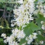 Echinocystis lobata flower picture by Andrei Contiu (cc-by-sa)