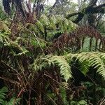 Blotiella pubescens habit picture by Schnittler Martin (cc-by-sa)