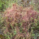 Cuscuta epithymum habit picture by F. Manzano (cc-by-sa)