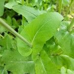 Brassica rapa leaf picture by Short Matt (cc-by-sa)