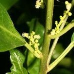 Claoxylon parviflorum flower picture by P. Bonnet (cc-by-sa)