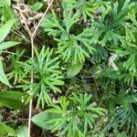 Lycopodium complanatum leaf picture by William Wattles (cc-by-sa)